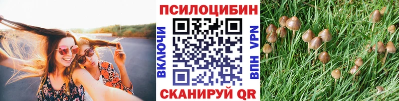 цена МЕГА ТОР Галлюциногенные грибы Psilocybine cubensis Нелидово
